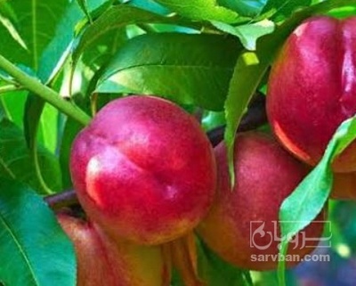 فروش شلیل