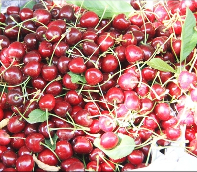 فروش آلبالو