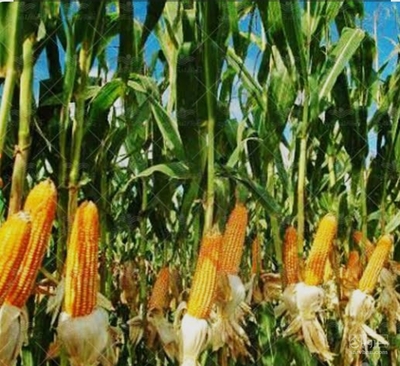 فروش ذرت علوفه ای