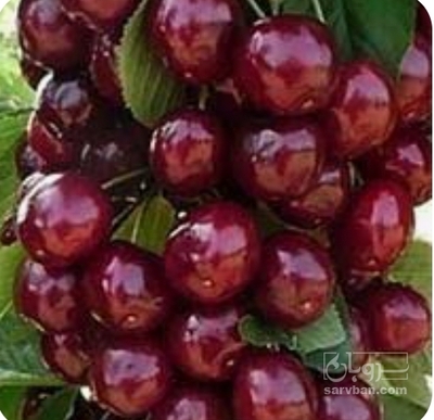 فروش گیلاس