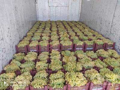 فروش انگور