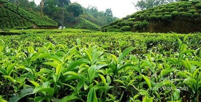 فروش چای سیاه