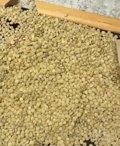فروش عدس