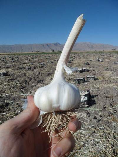 فروش سیر