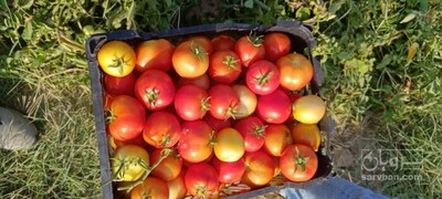 فروش گوجه فرنگی