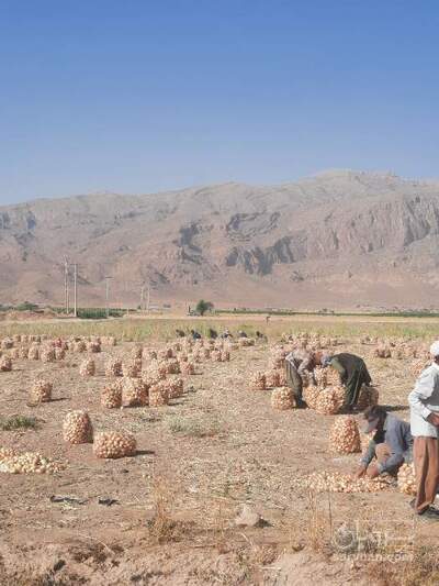 فروش پیاز