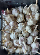 فروش سیر خشک