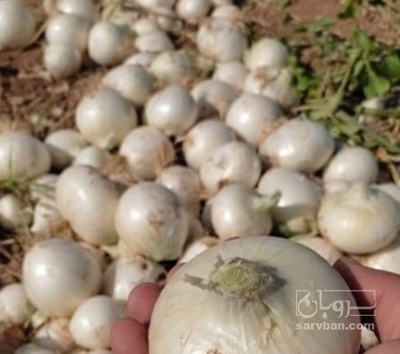 فروش پیاز سفید