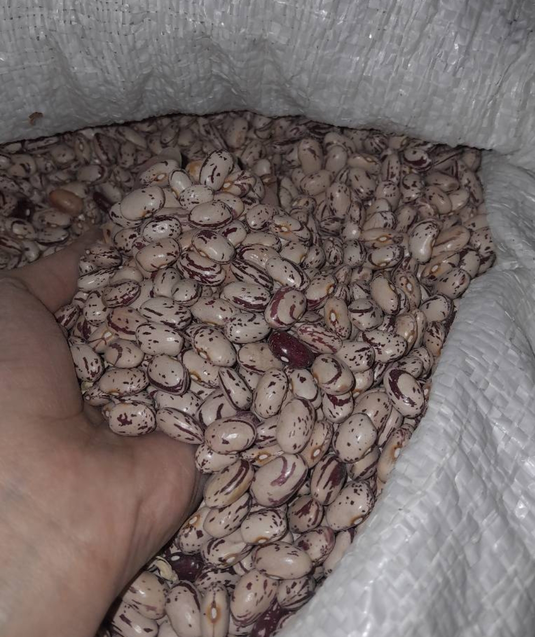 فروش لوبیا چیتی
