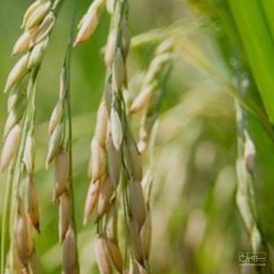 فروش شالی برنج طارم هاشمی