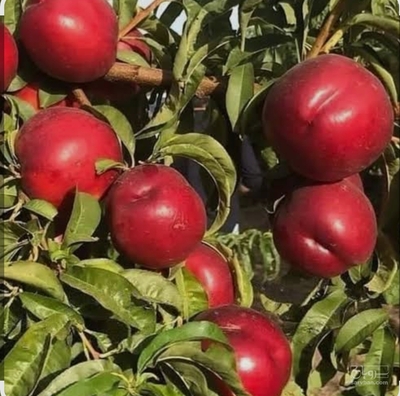 فروش شلیل
