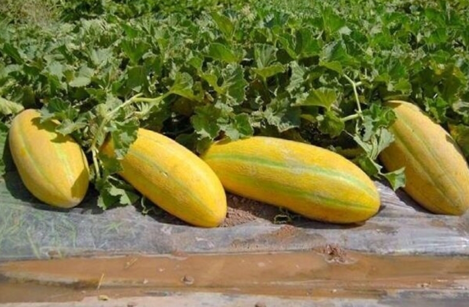 فروش خربزه