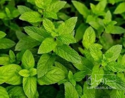 فروش نعناع