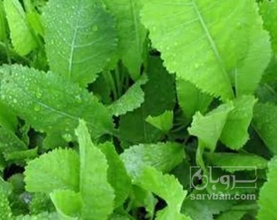 فروش شاهسپران تازه