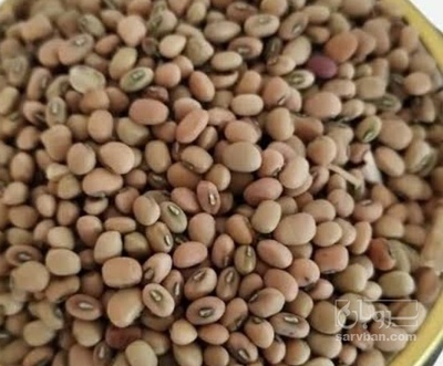 فروش لوبیا چشم بلبلی جیرفتی