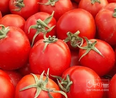 فروش گوجه فرنگی