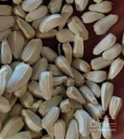 فروش  تخم گلرنگ