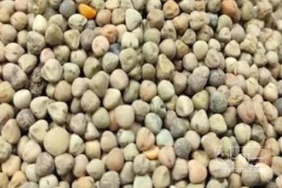 فروش قدومه (گیاه‌ دارویی)