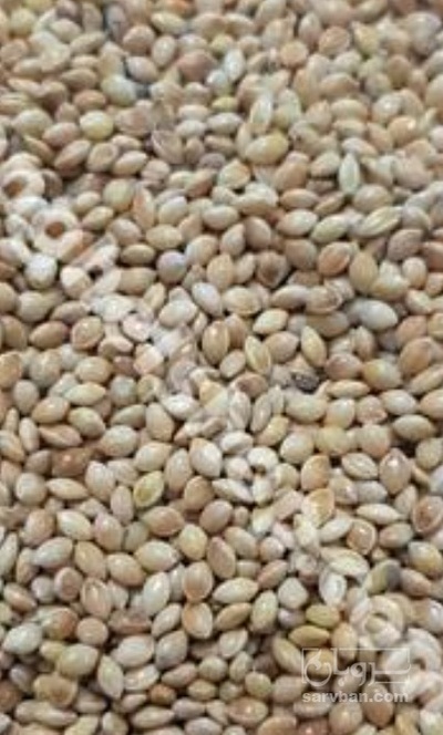 فروش ارزن