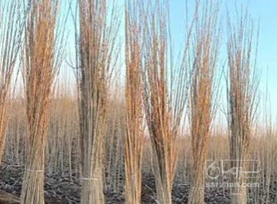 فروش نهال گیلاس