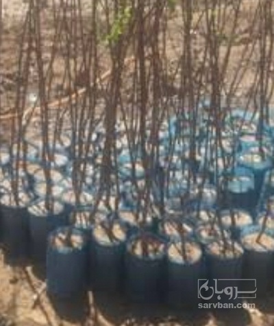 فروش نهال شلیل