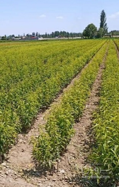 فروش نهال بادام