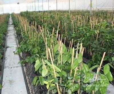 فروش نهال آلبالو