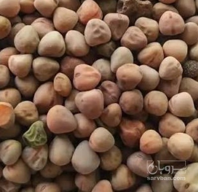 فروش گاودانه - کرسنه  - کوروشنه