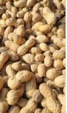 فروش بادام زمینی اطلس