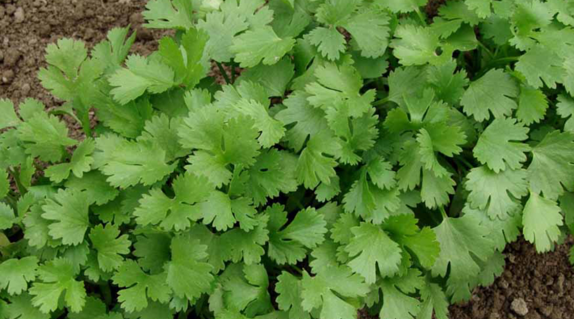 فروش گشنیز