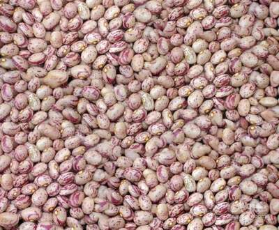 فروش لوبیا چیتی