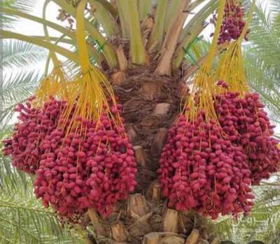 فروش خرما