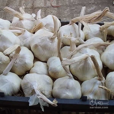 فروش سیر