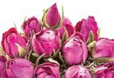 فروش گل محمدی (گیاه‌ دارویی)