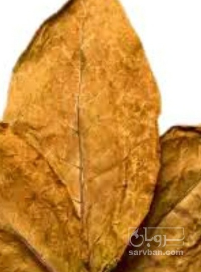 فروش تنباکو کوهی دو مزه