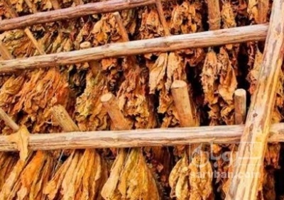 فروش تنباکو کوهی شیرین