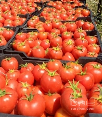 فروش گوجه فرنگی