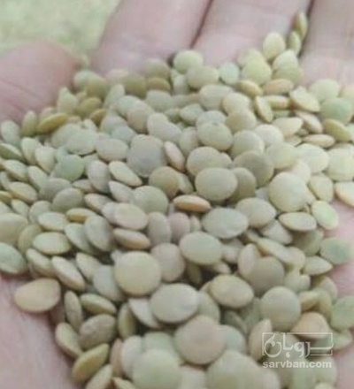 فروش عدس