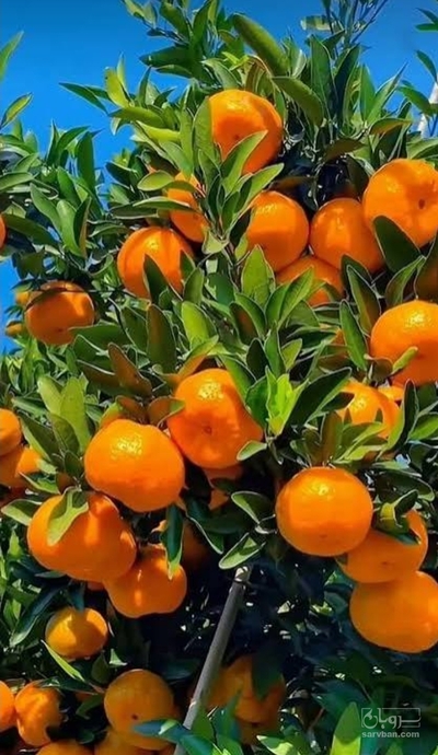 فروش نارنگی ژاپنی