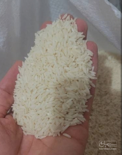 فروش برنج شیرودی