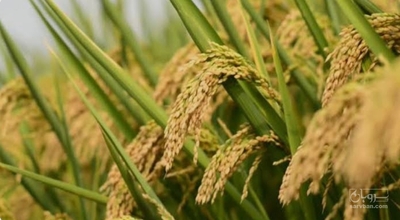 فروش شالی برنج طارم هاشمی