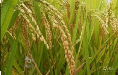 فروش شالی برنج شیرودی
