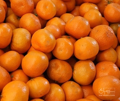 فروش نارنگی محلی