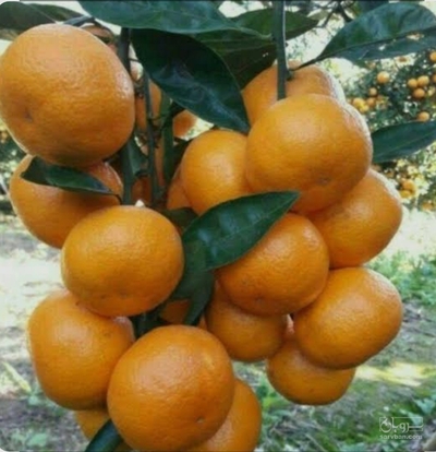 فروش نارنگی محلی