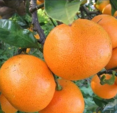 فروش پرتقال صادراتی