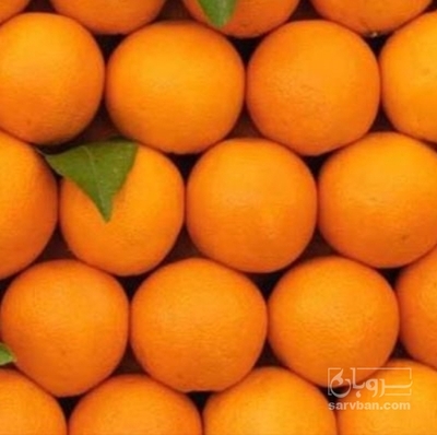 فروش پرتقال  تامسون صادراتی