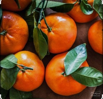 فروش نارنگی ژاپنی
