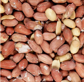 فروش بادام زمینی