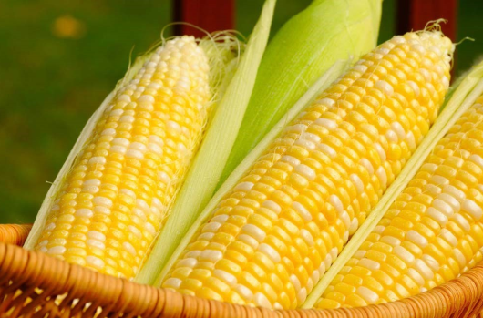فروش ذرت دانه ای