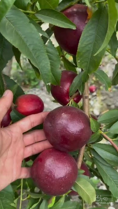 فروش شلیل